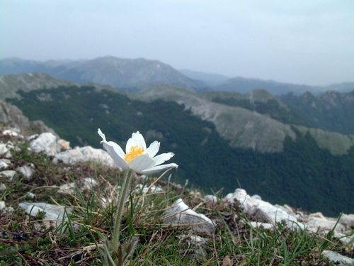 Pulsatilla alpina / Anemone alpino